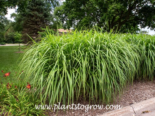 Blondo Maiden Grass (Miscanthus sinensis) 
A nice upright mounded grass. 
(end of June)
